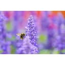 Sigma 105mm F2.8 DG DN Macro Art (Sony E-Mount) view 5