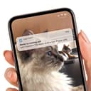 Catit PIXI Smart Fountain view 4